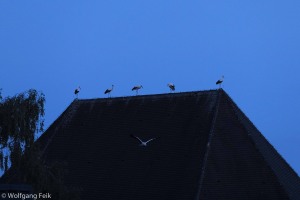 Störche am Kirchendach von Mariä Himmelfahrt